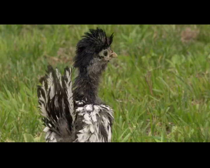 Bergers des Shetland et Manx