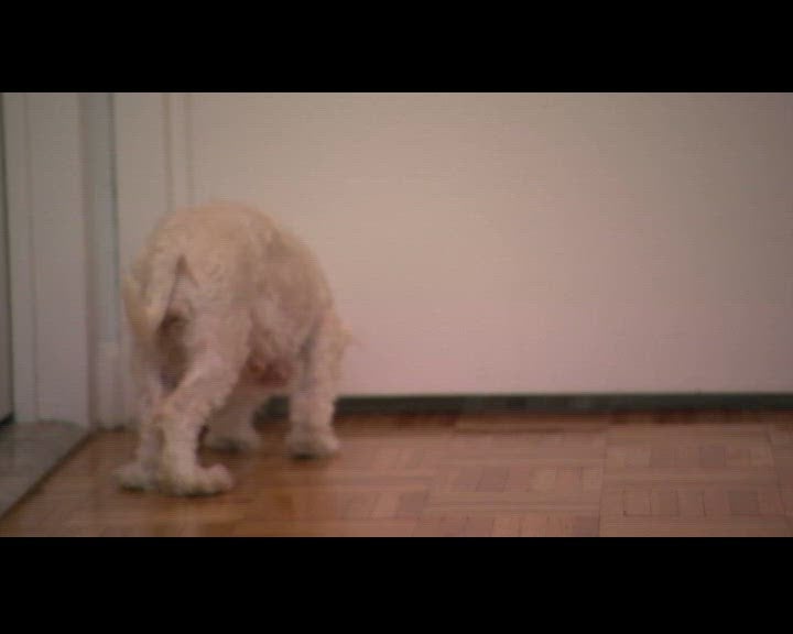 Bichons maltais croisés et Ragdolls