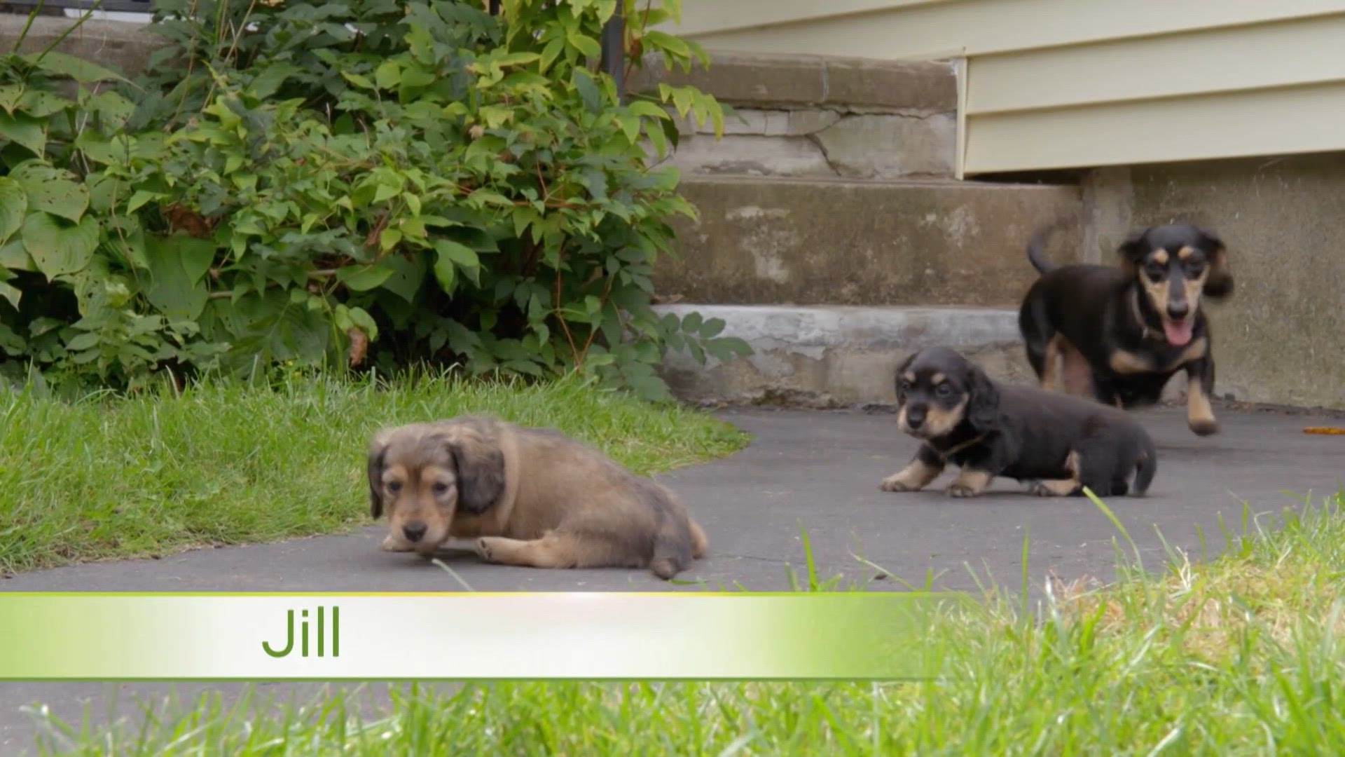 Teckels et chiens chinois à crête