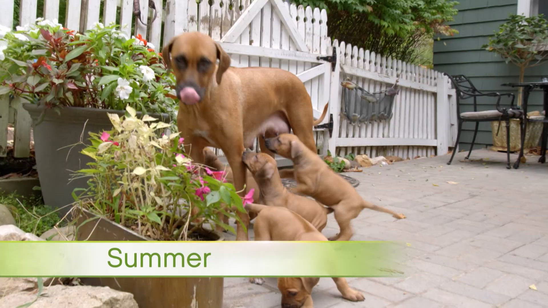 Rhodesian rigebacks et chats de refuge