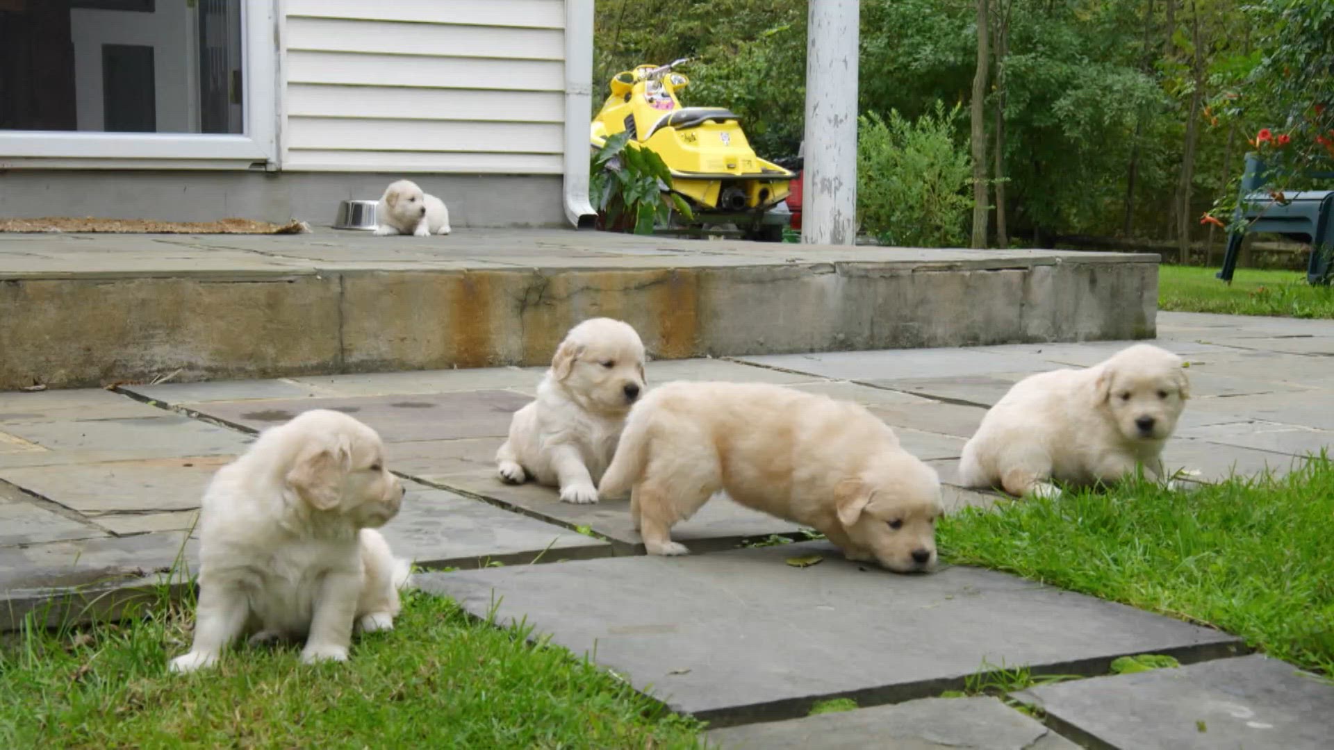 Golden retrievres et dogues allemands