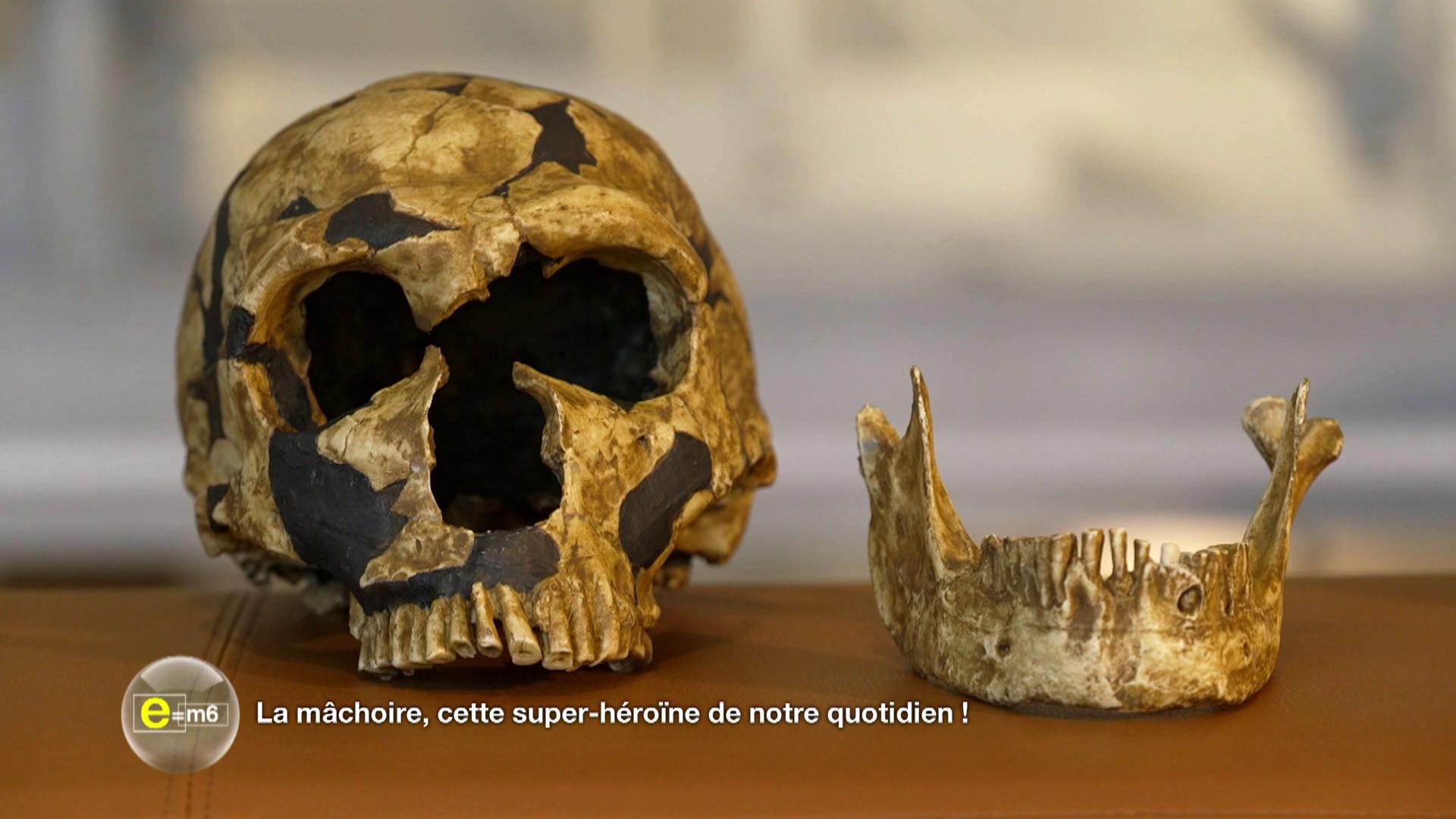 Mâchoire, vessie, fesses : trois héroïnes méconnues de notre organisme !