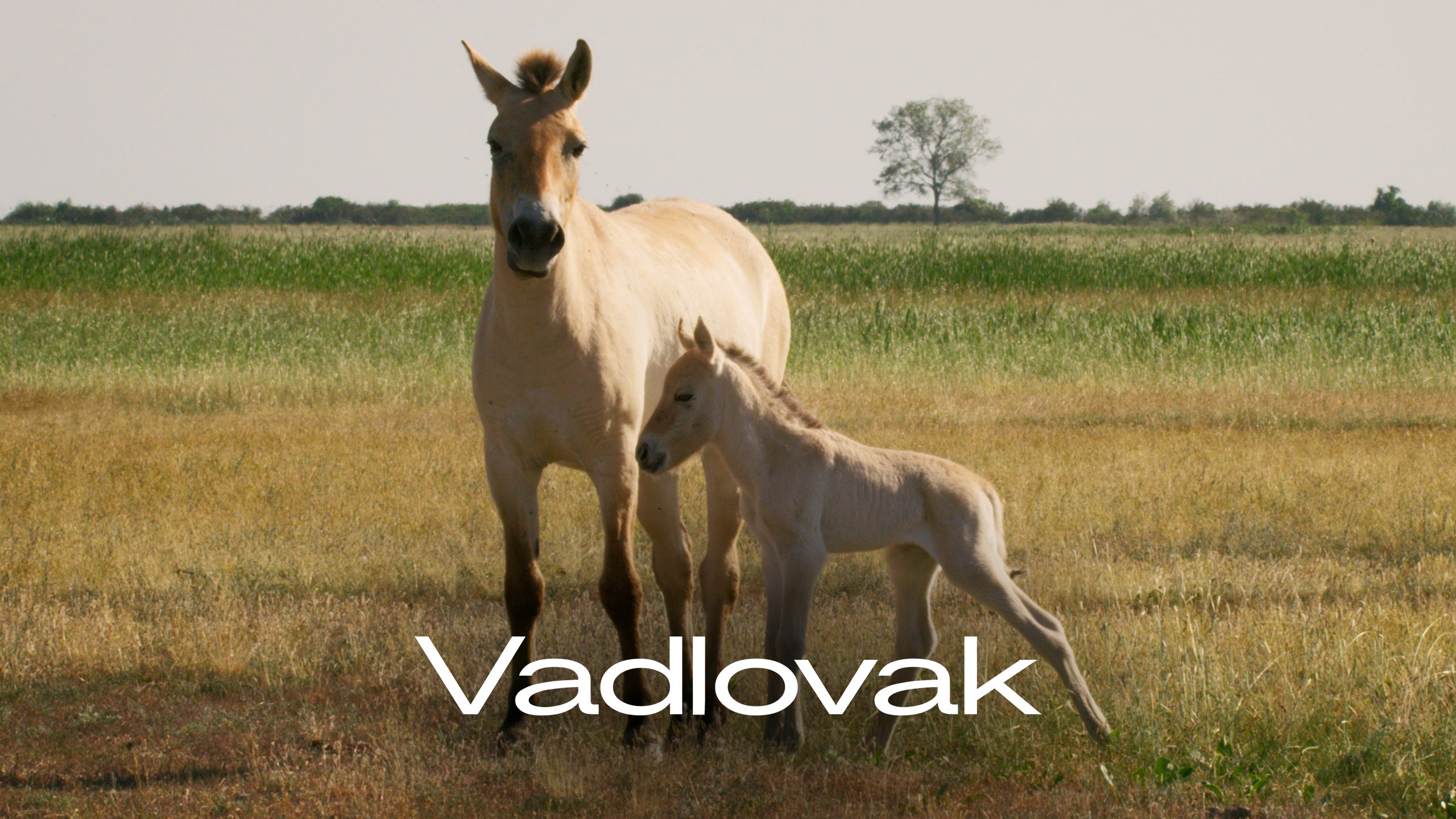 Egy csődör nehéz döntése | Részlet