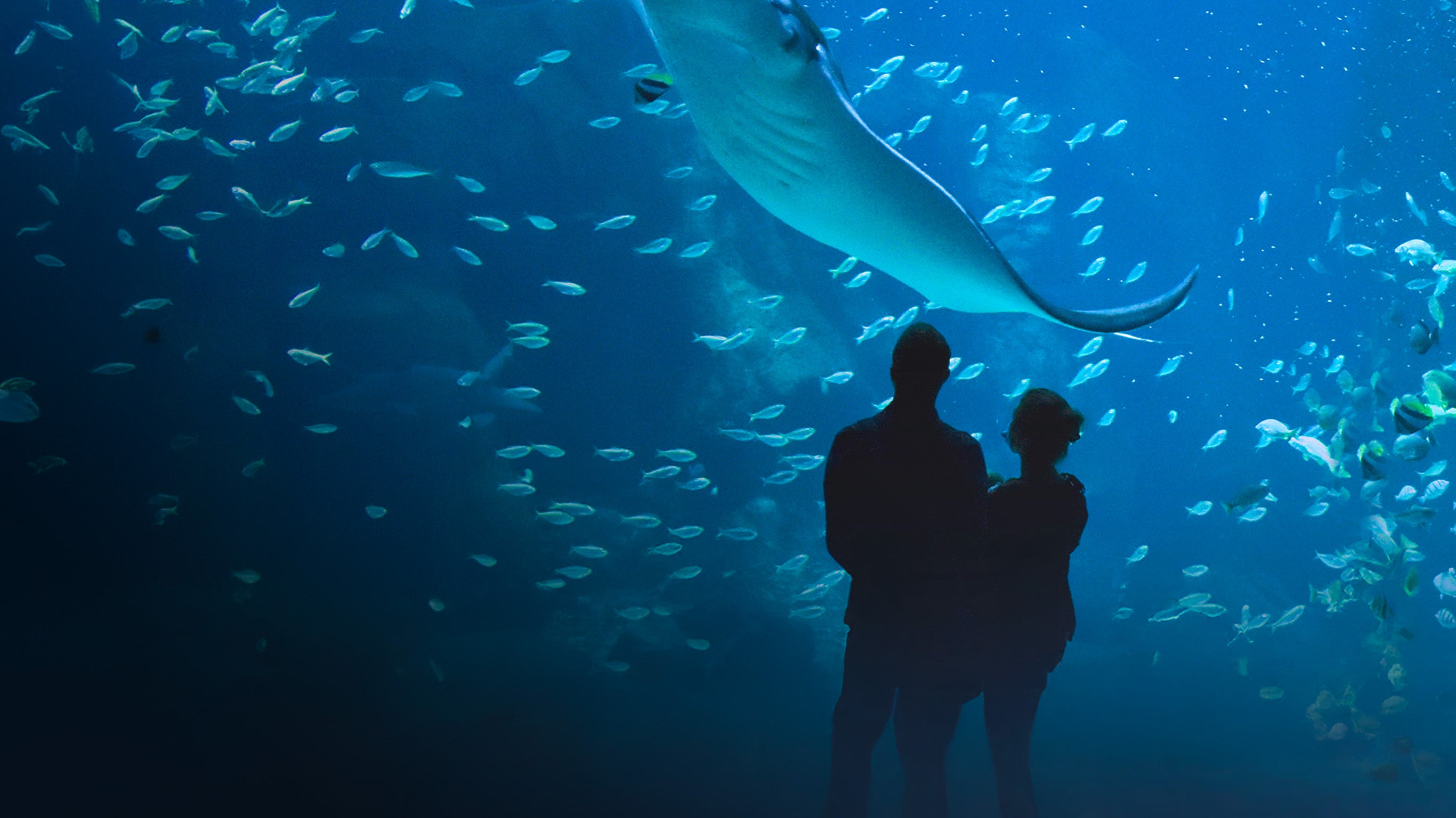 Nausicaà : dans les coulisses du plus grand aquarium d'Europe