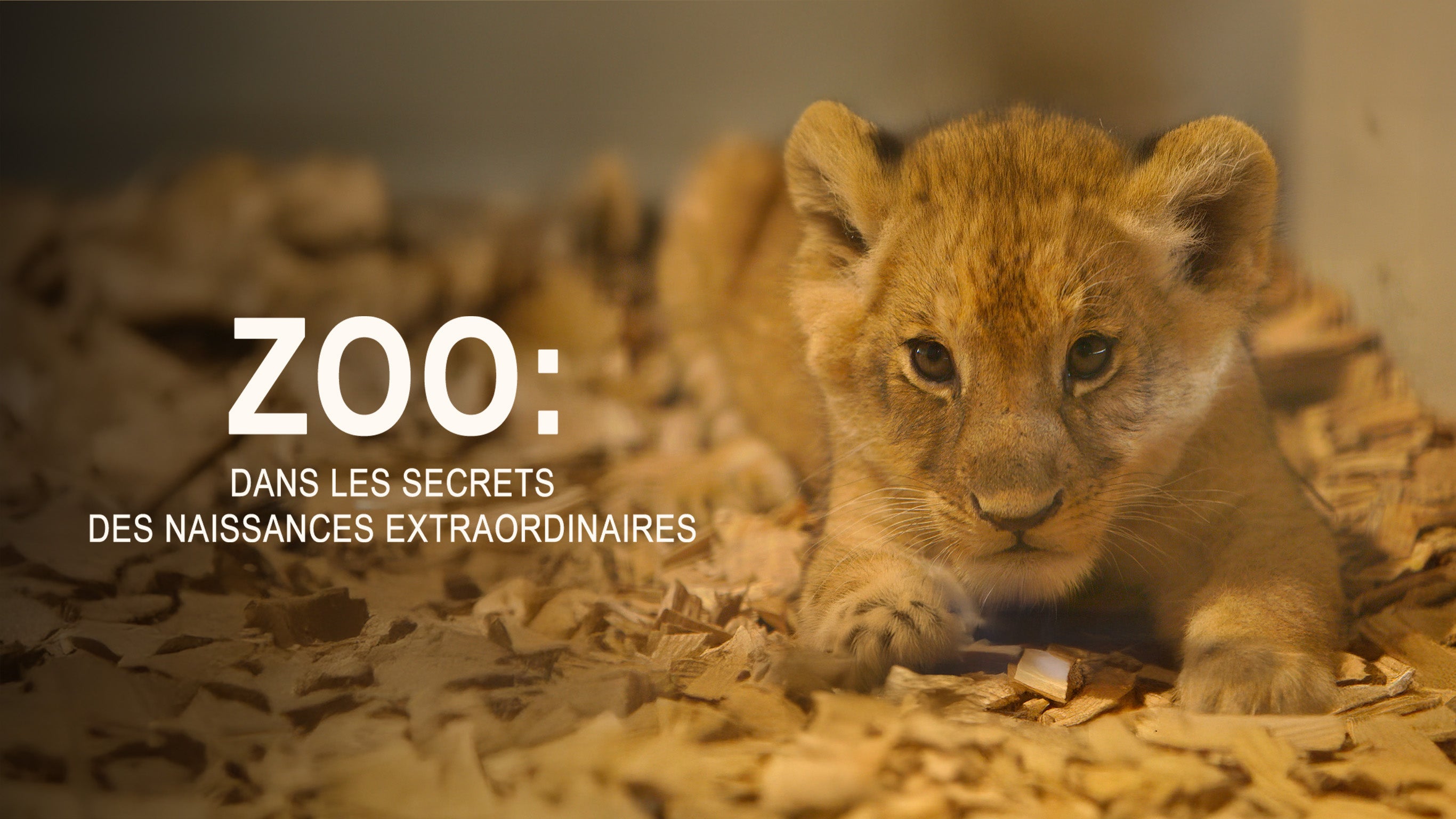 Zoo : dans les secrets des naissances extraordinaires