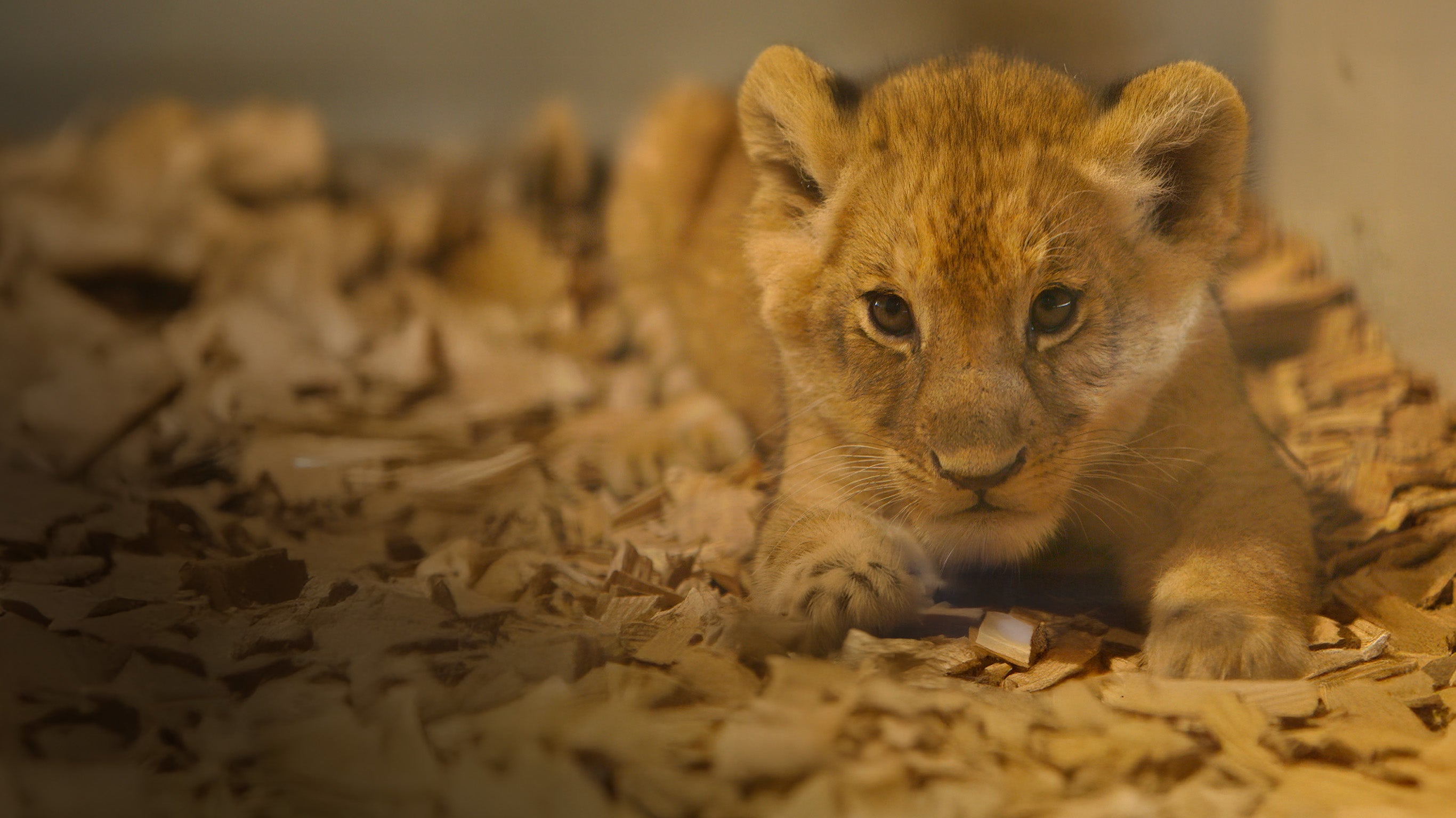 Zoo : dans les secrets des naissances extraordinaires