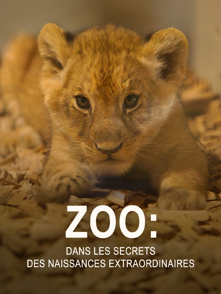 Zoo : dans les secrets des naissances extraordinaires