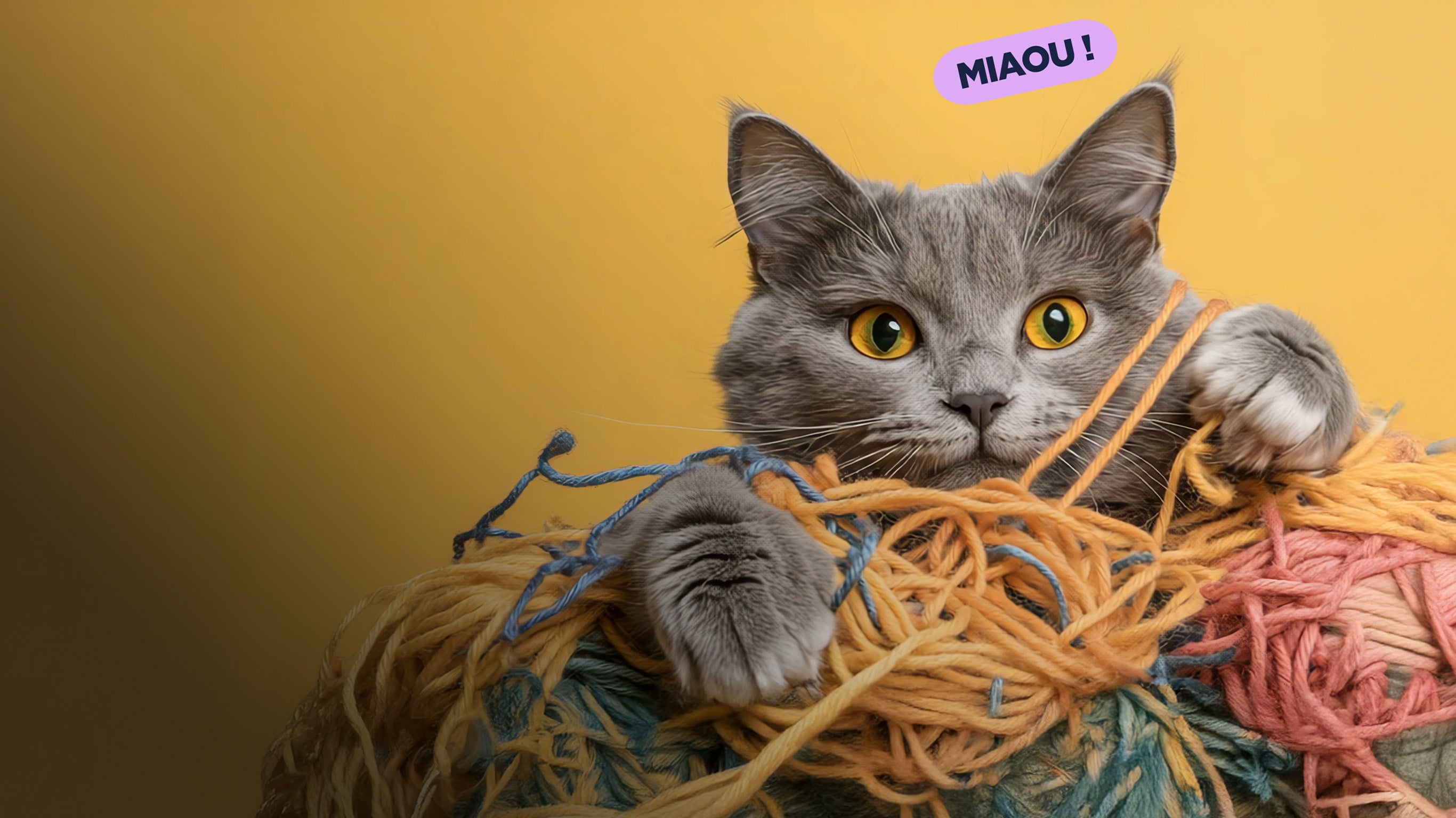 Le grand bêtisier des chats