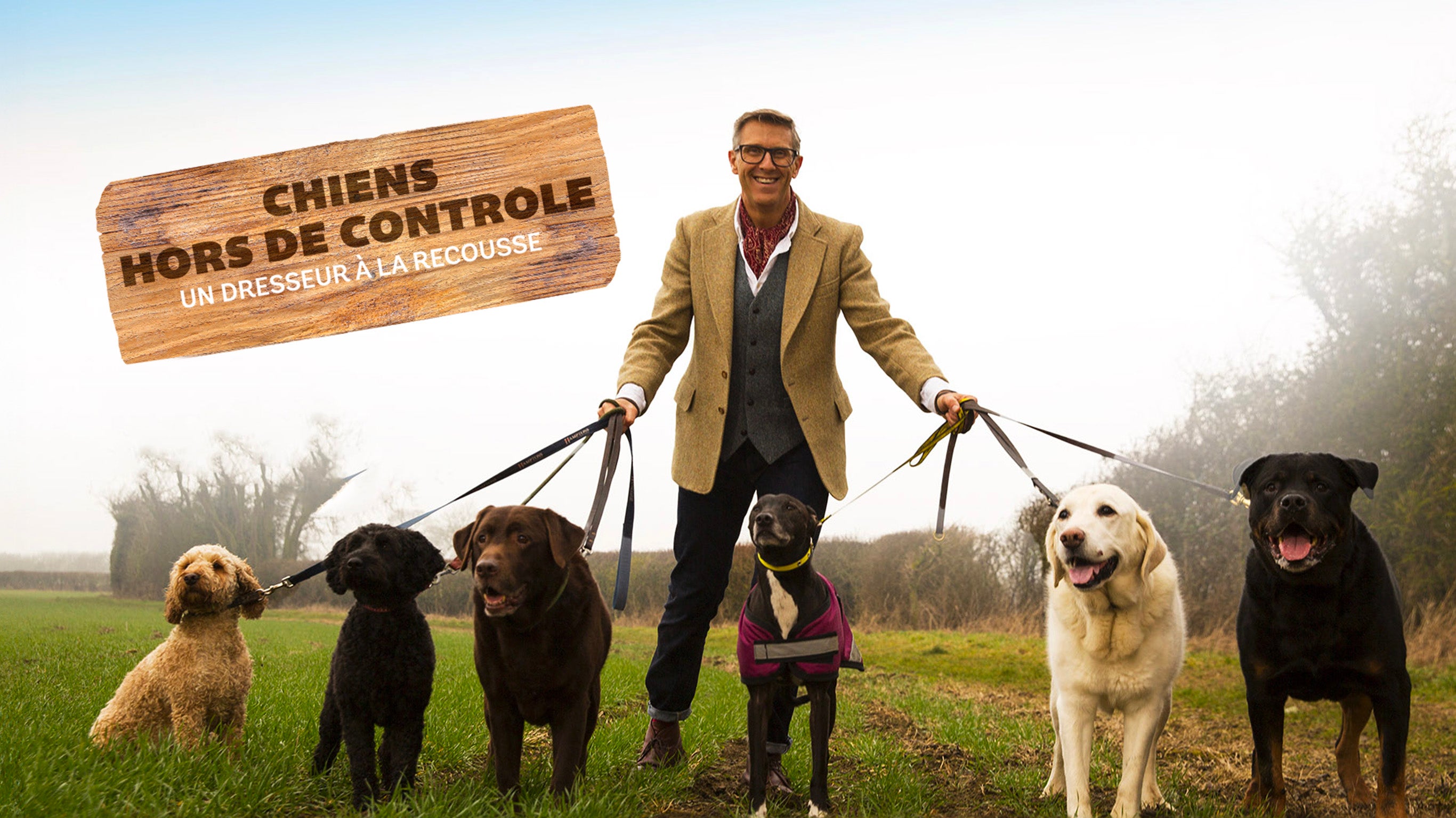 Chiens hors de contrôle - un dresseur à la rescousse