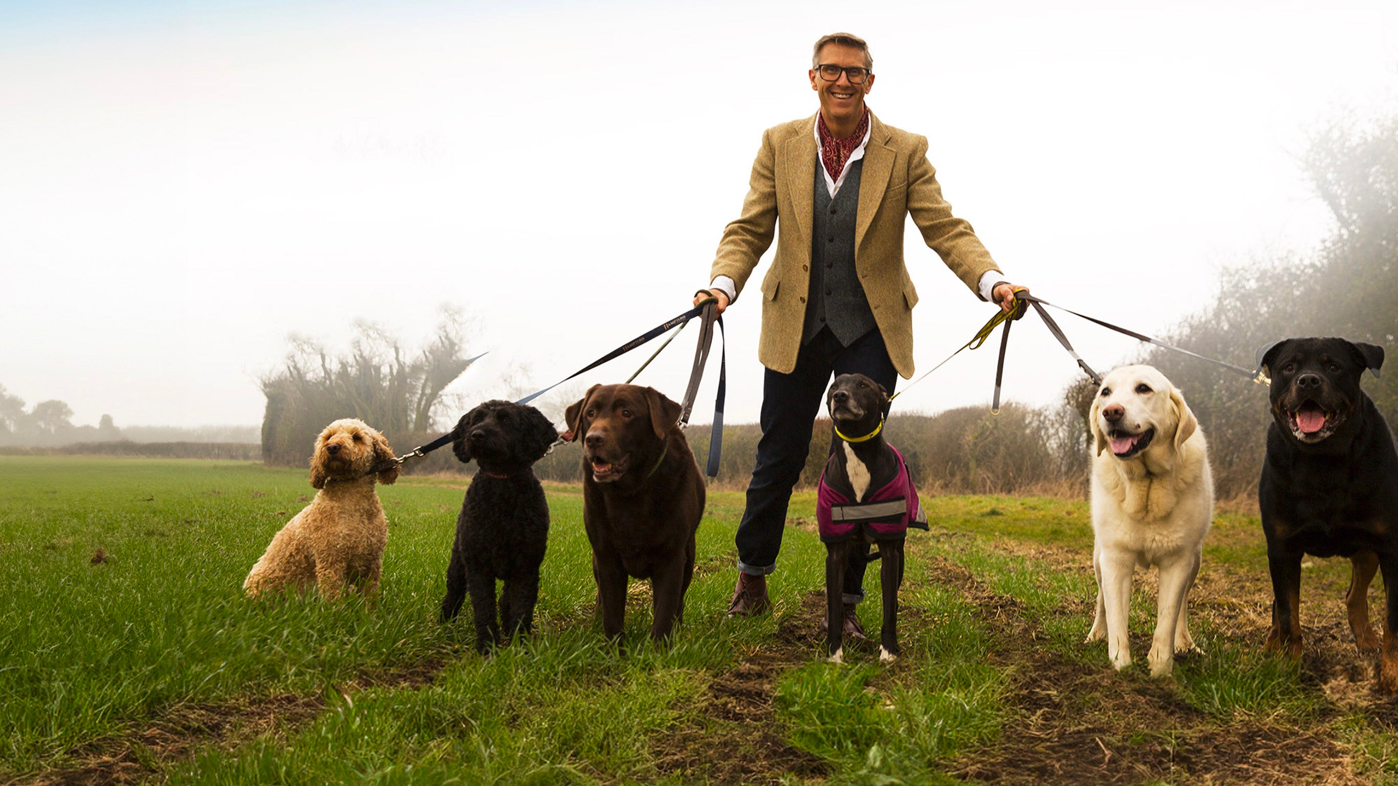Chiens hors de contrôle - un dresseur à la rescousse