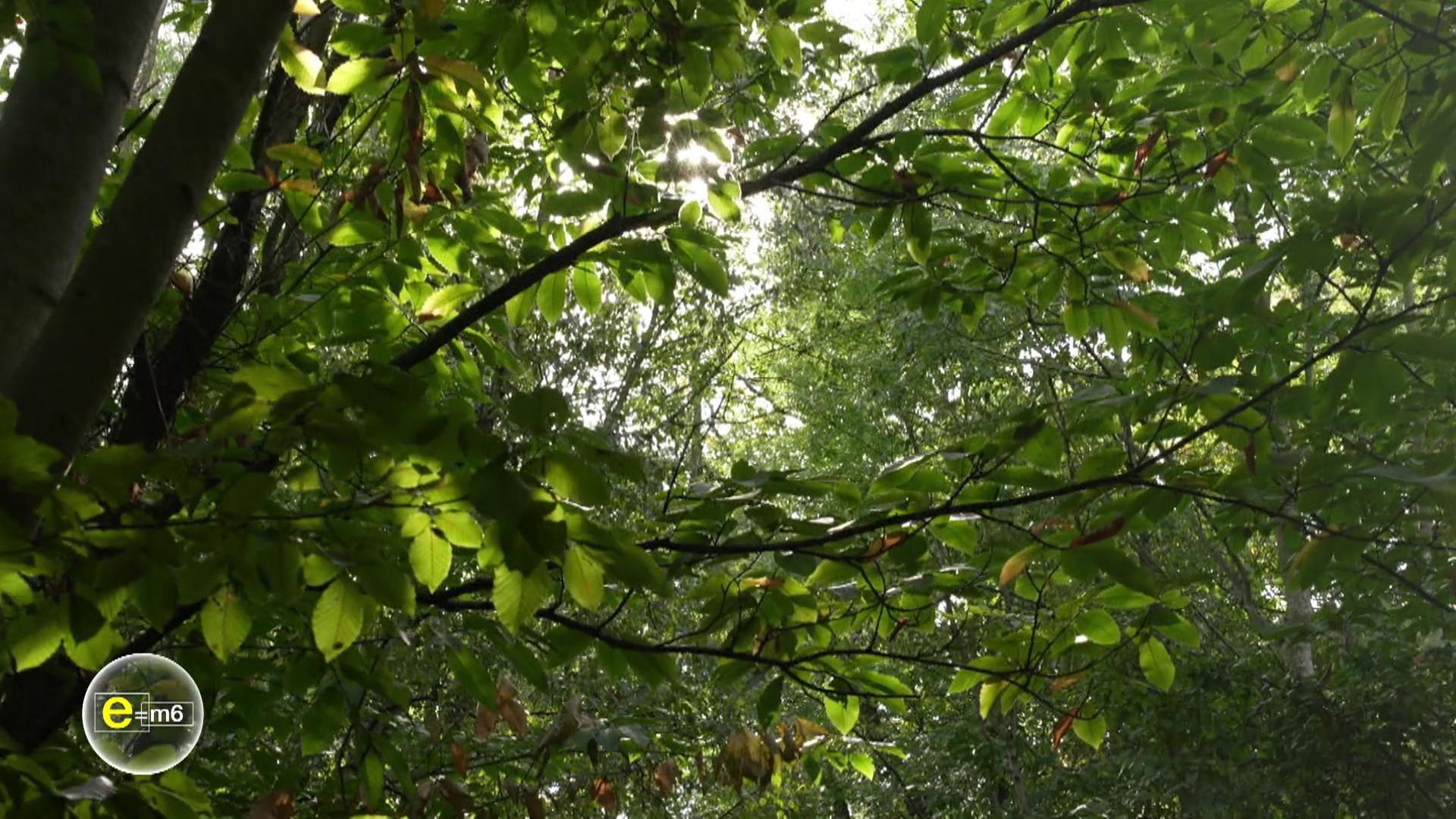 Arbres, mousses, champignons : apprenez à décrypter les secrets de nos forêts !