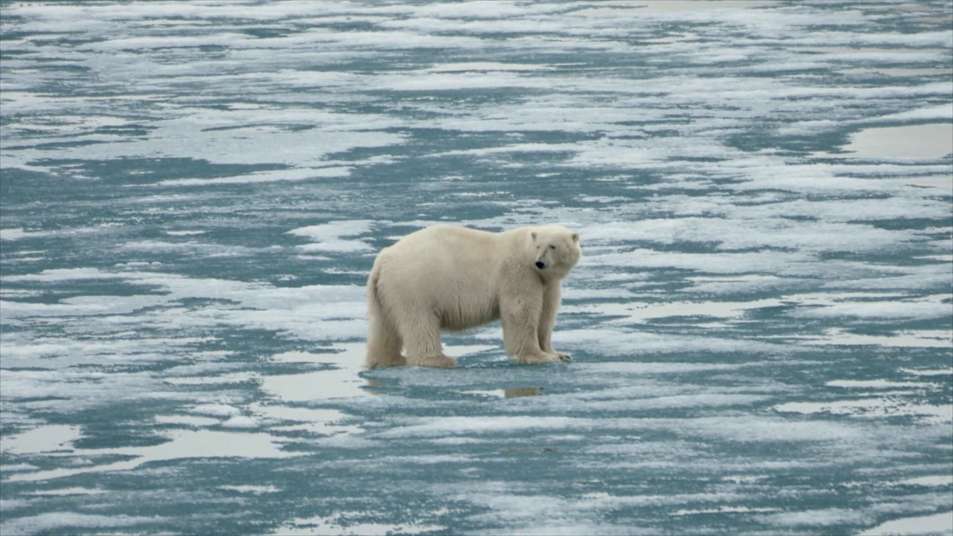 4. rész - Mi az a Yeti?