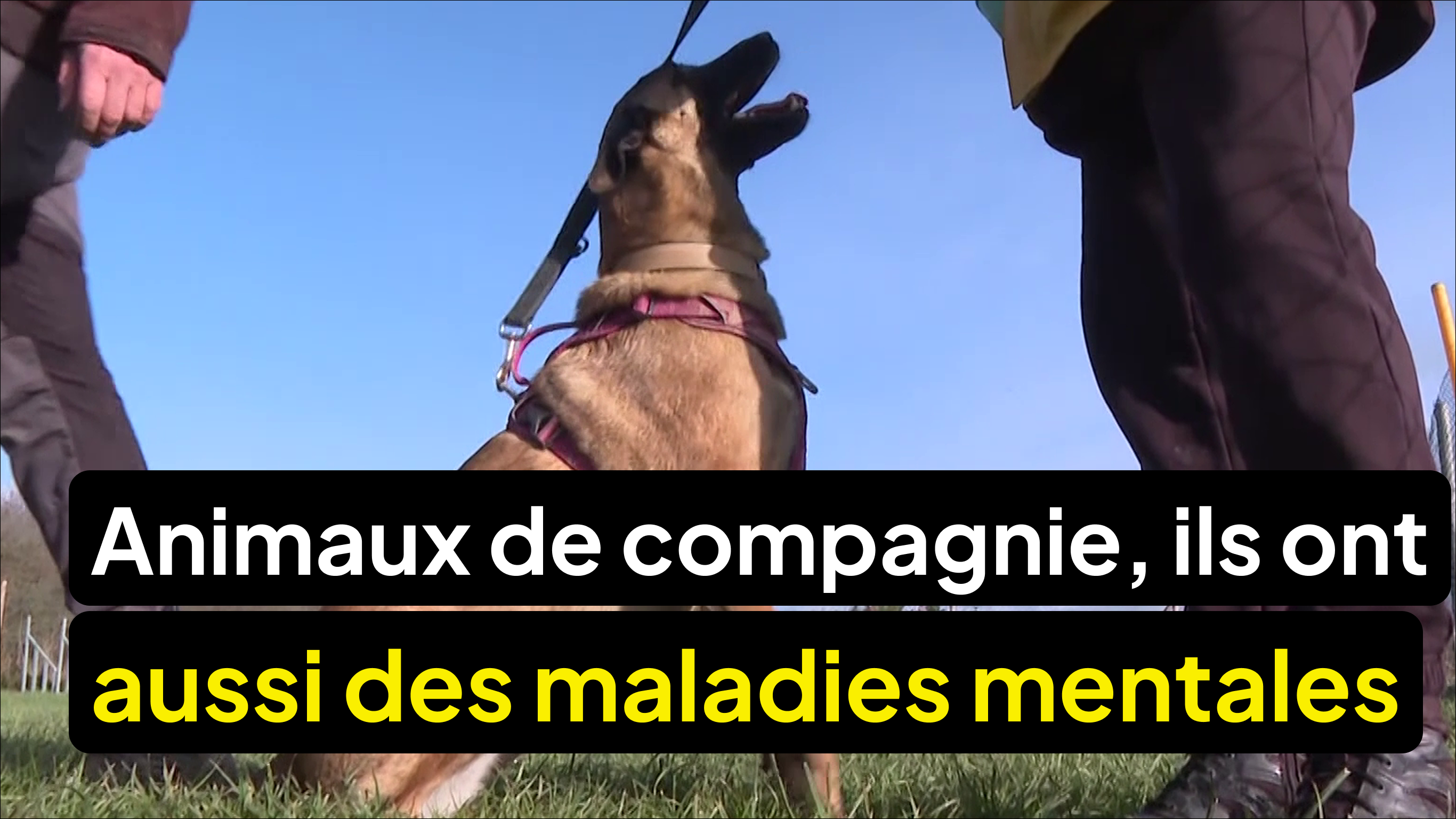 Les animaux de compagnie souffrent aussi de dépression