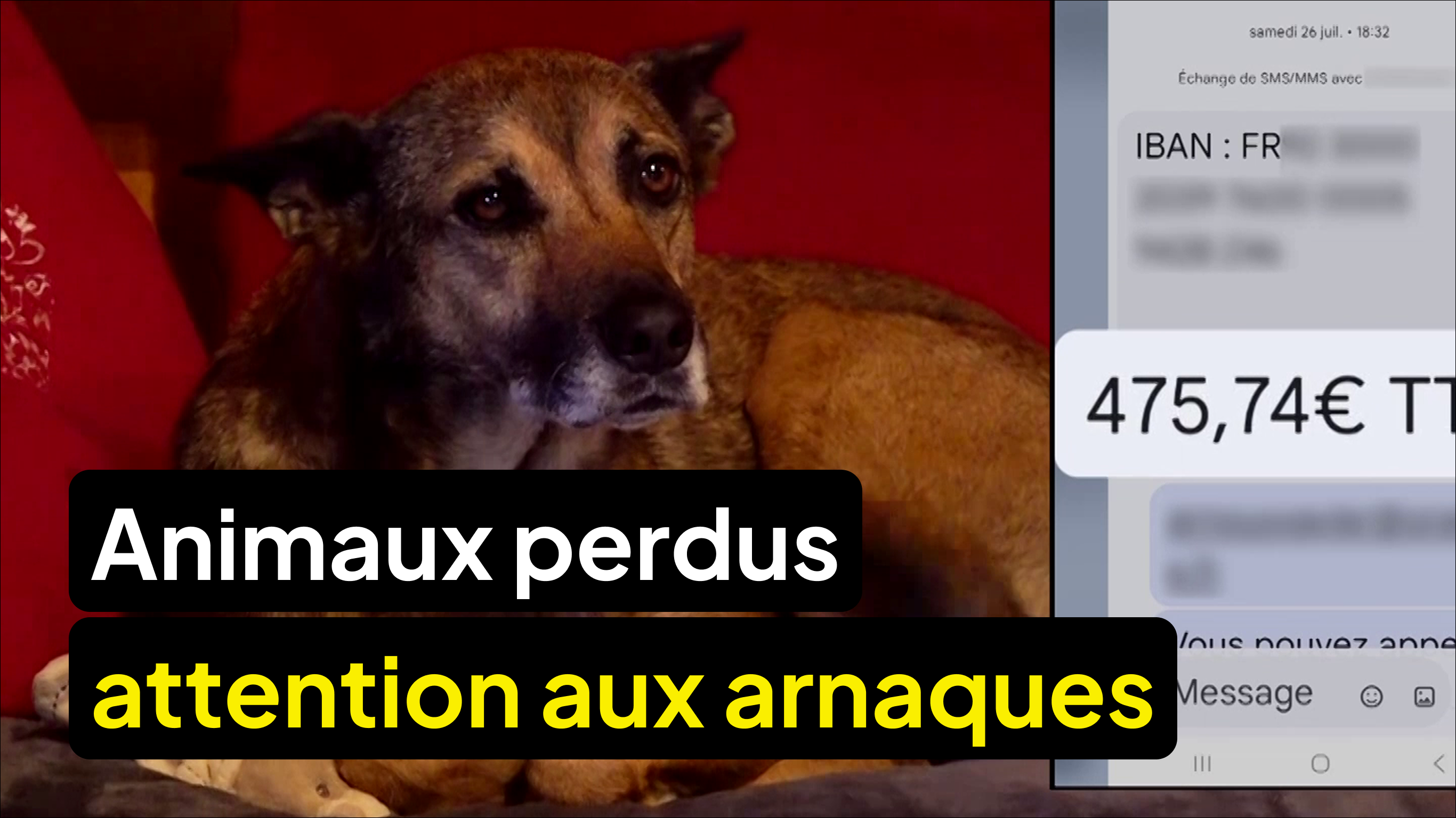 Enquête sur l'arnaque aux animaux perdus