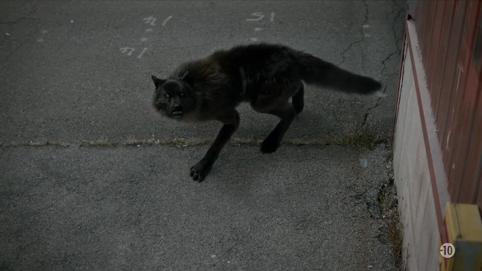 S3 E4 - Un bon chien