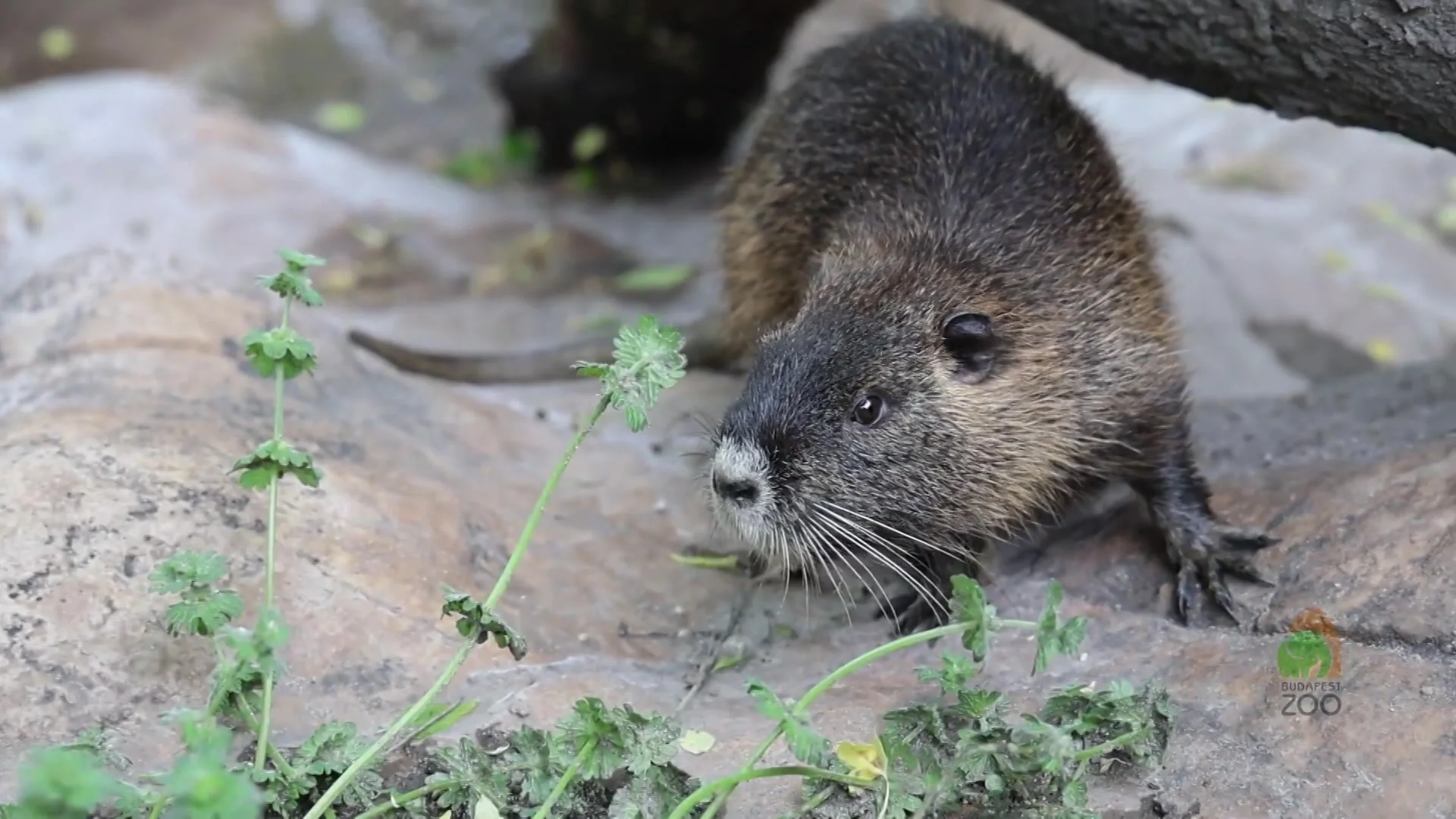 Sosem látott állatok és csodavárás vidéken (2026-01-26)