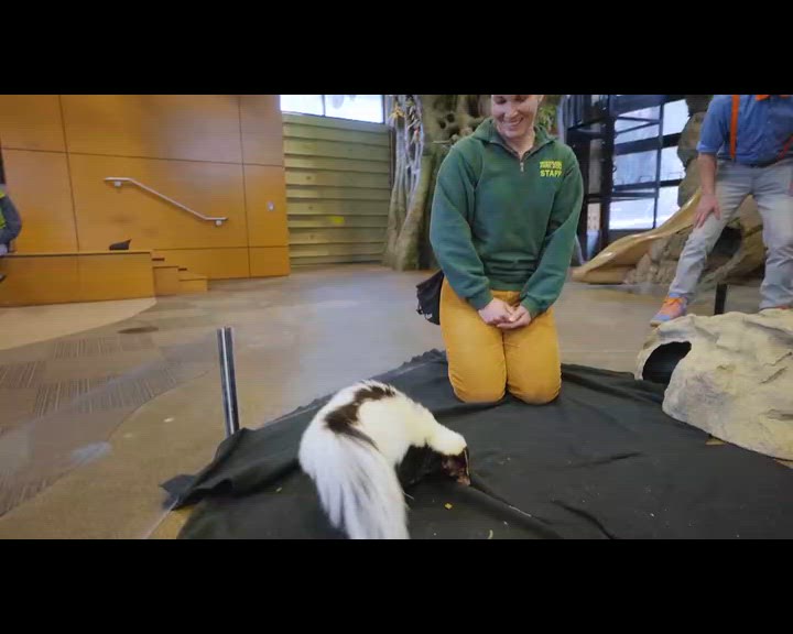 Blippi nourrit les animaux du zoo et joue avec eux