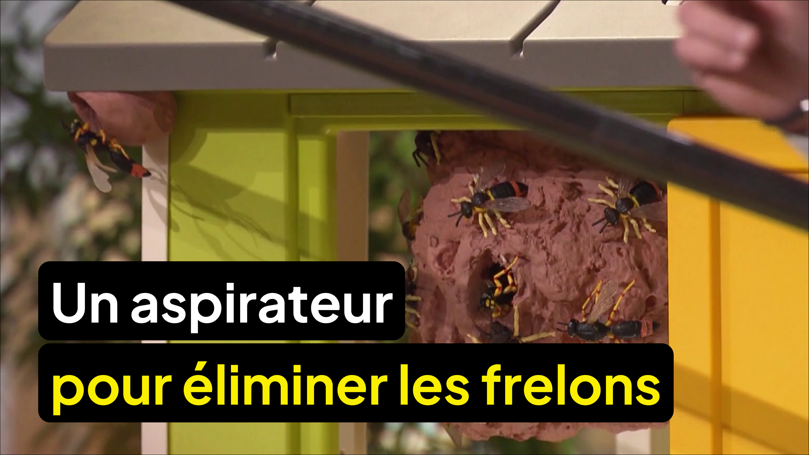 Un aspirateur pour éliminer les frelons asiatiques