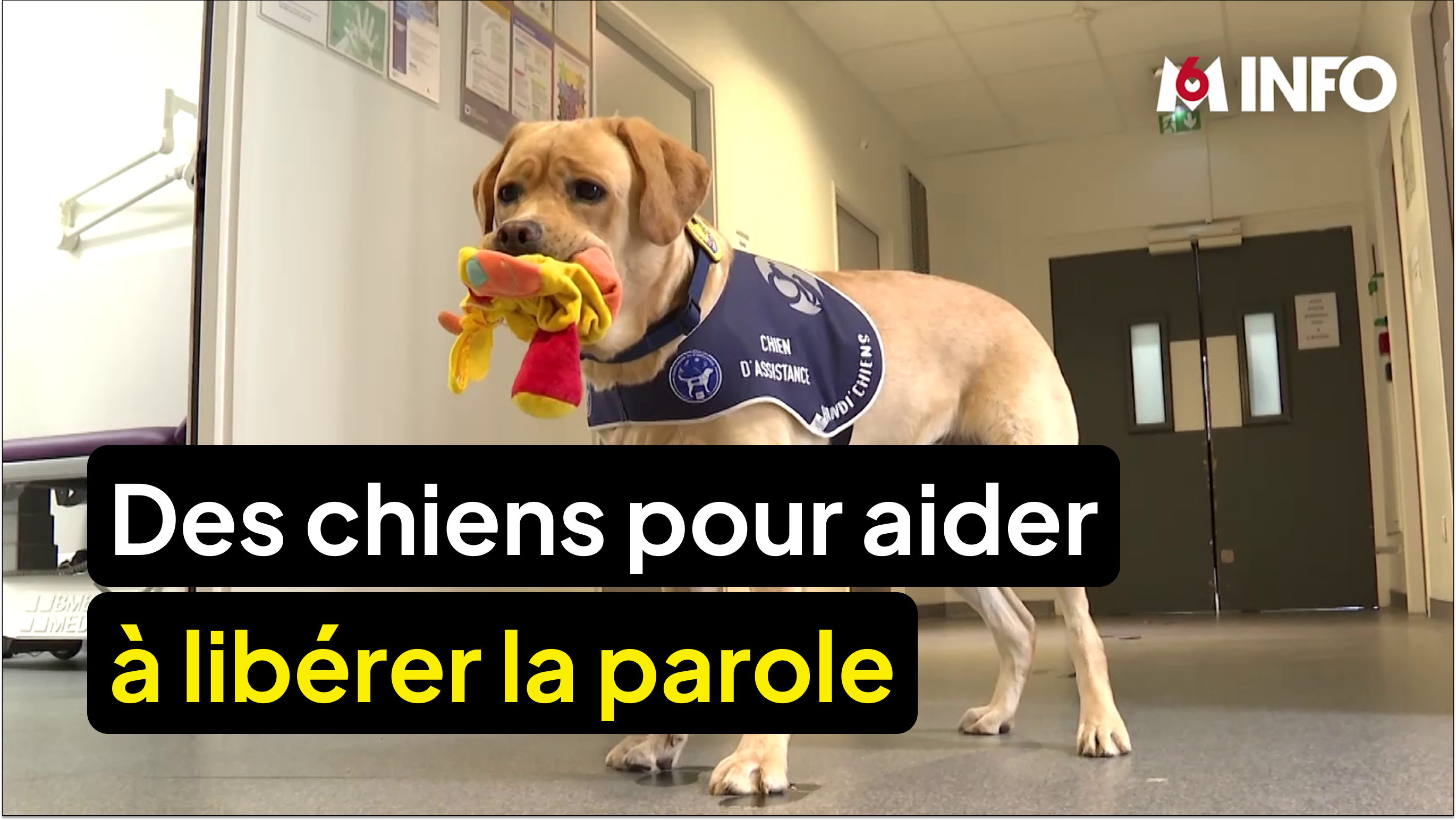 Ce chien aide à libérer la parole des victimes de violences