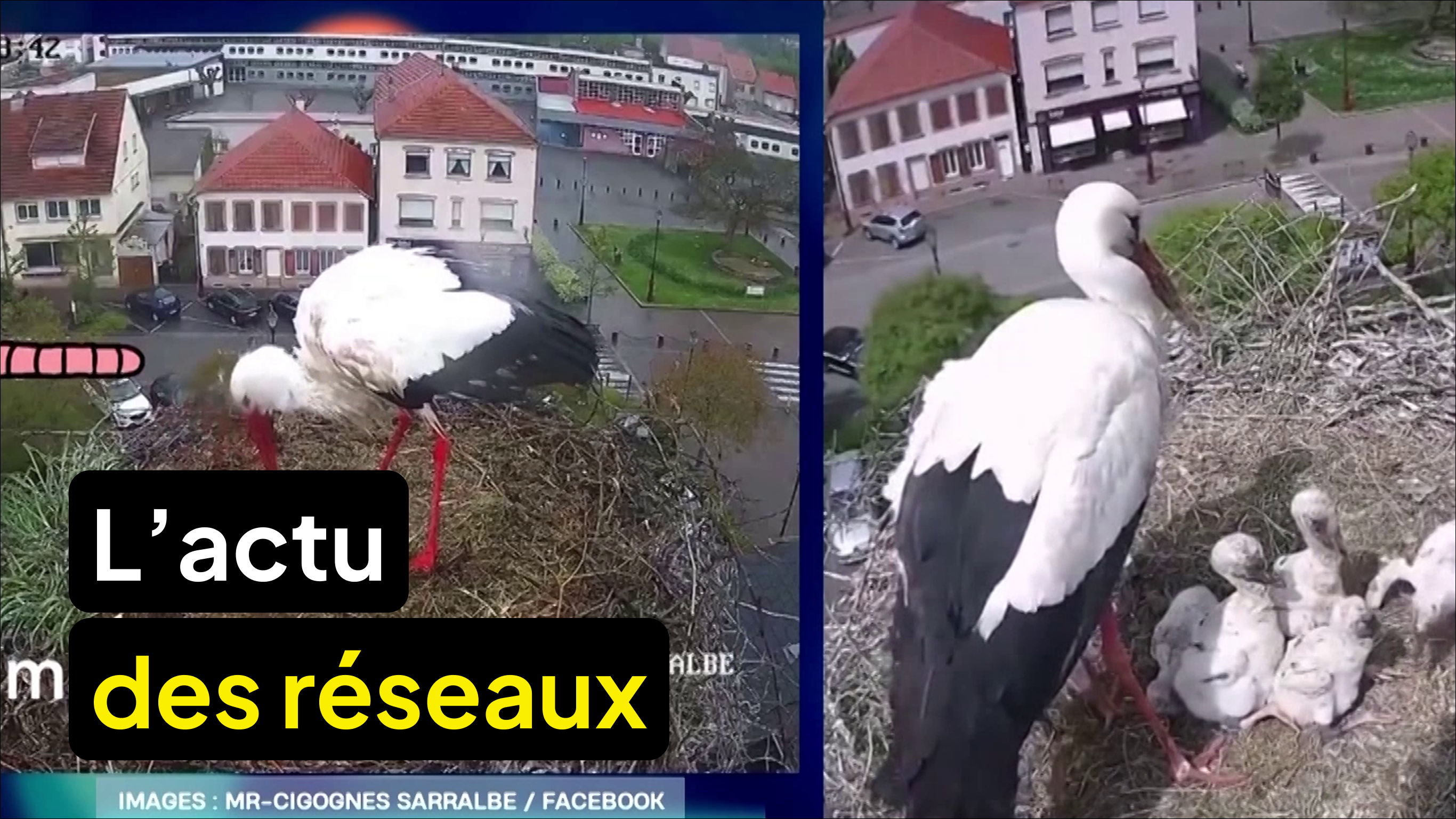 L’actu des réseaux - Semaine de la presse à l’école