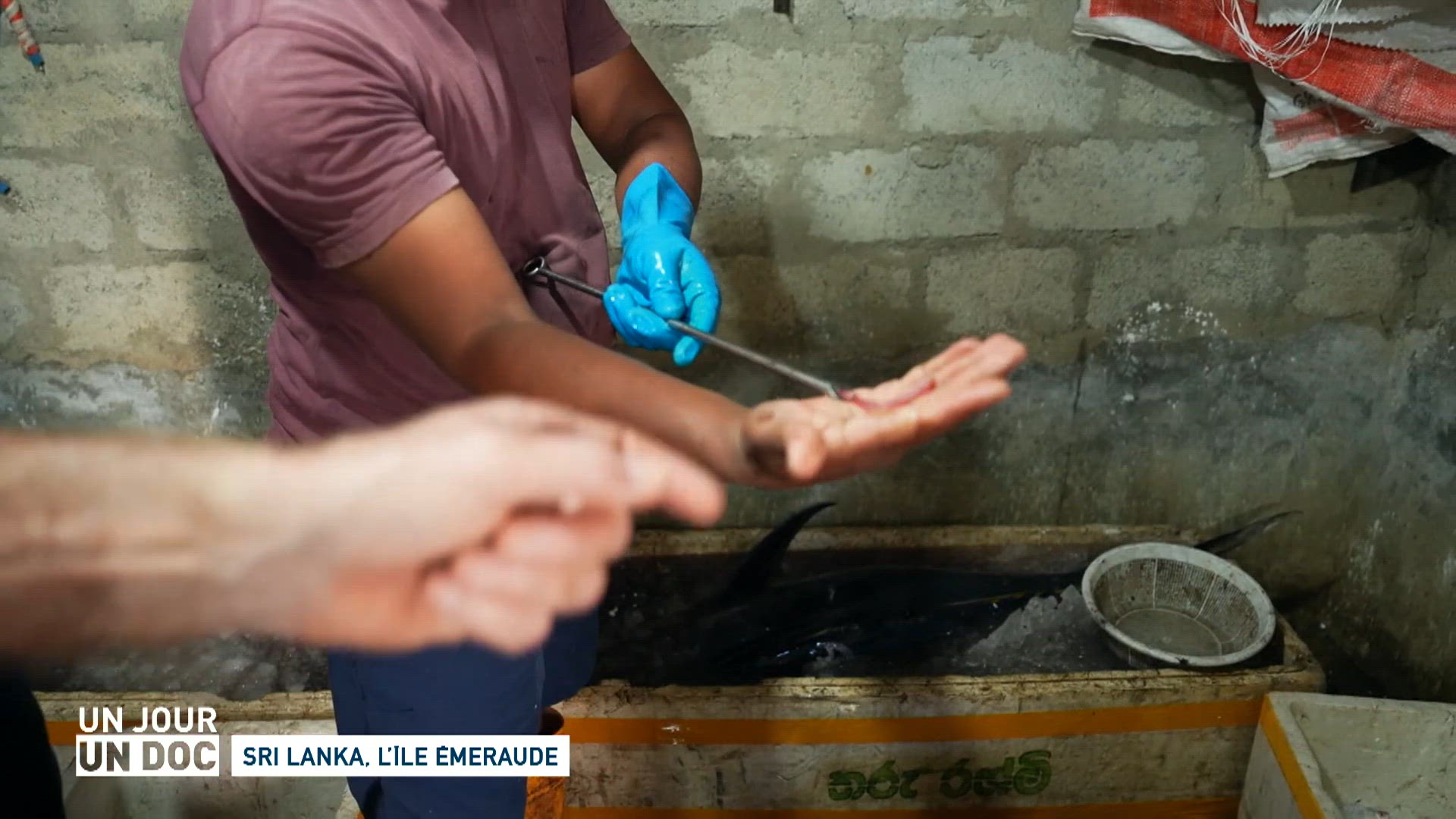 Sri Lanka, l’île émeraude