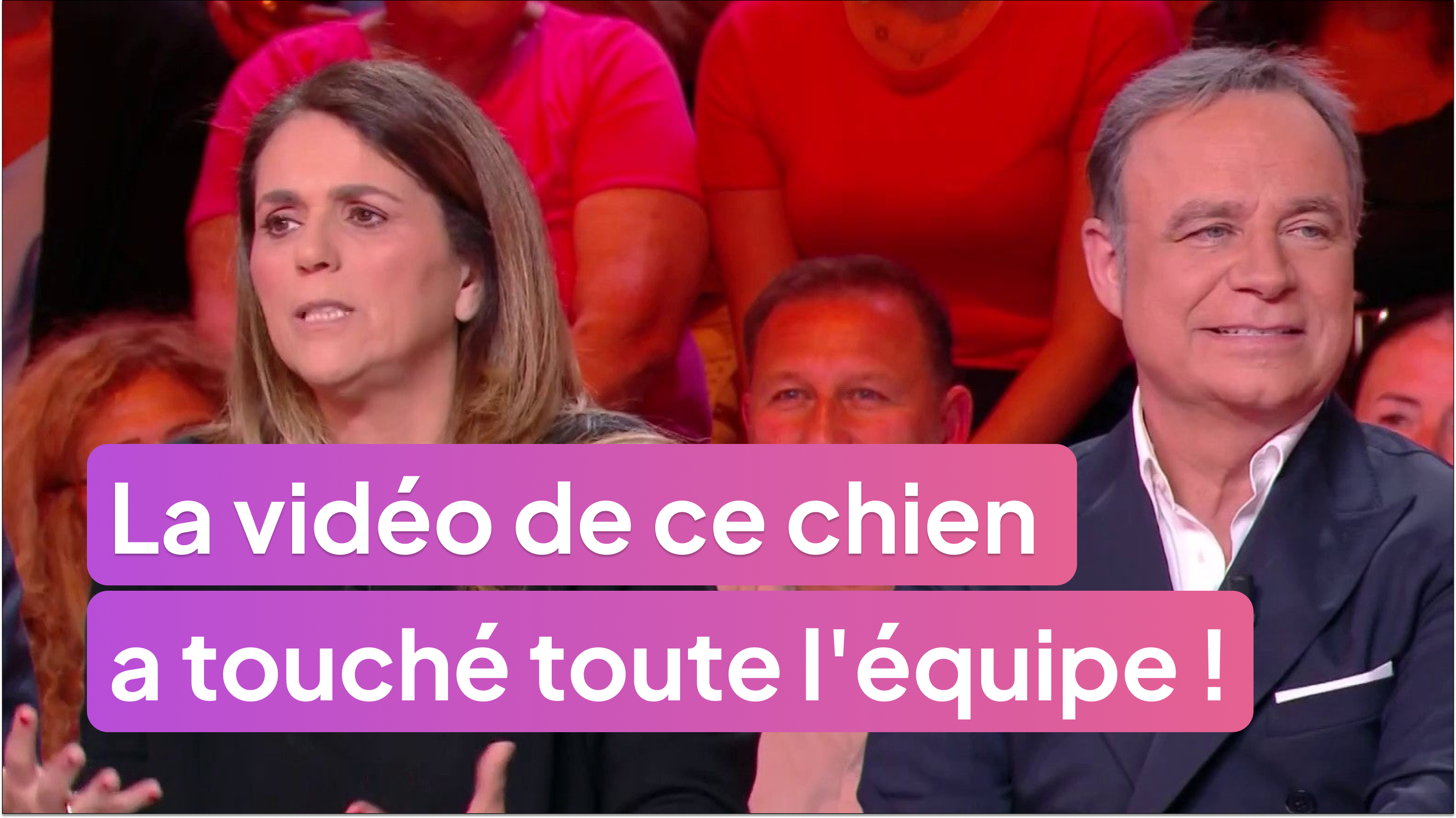 La vidéo de ce chien a touché Cyril Hanouna et toute l'équipe !