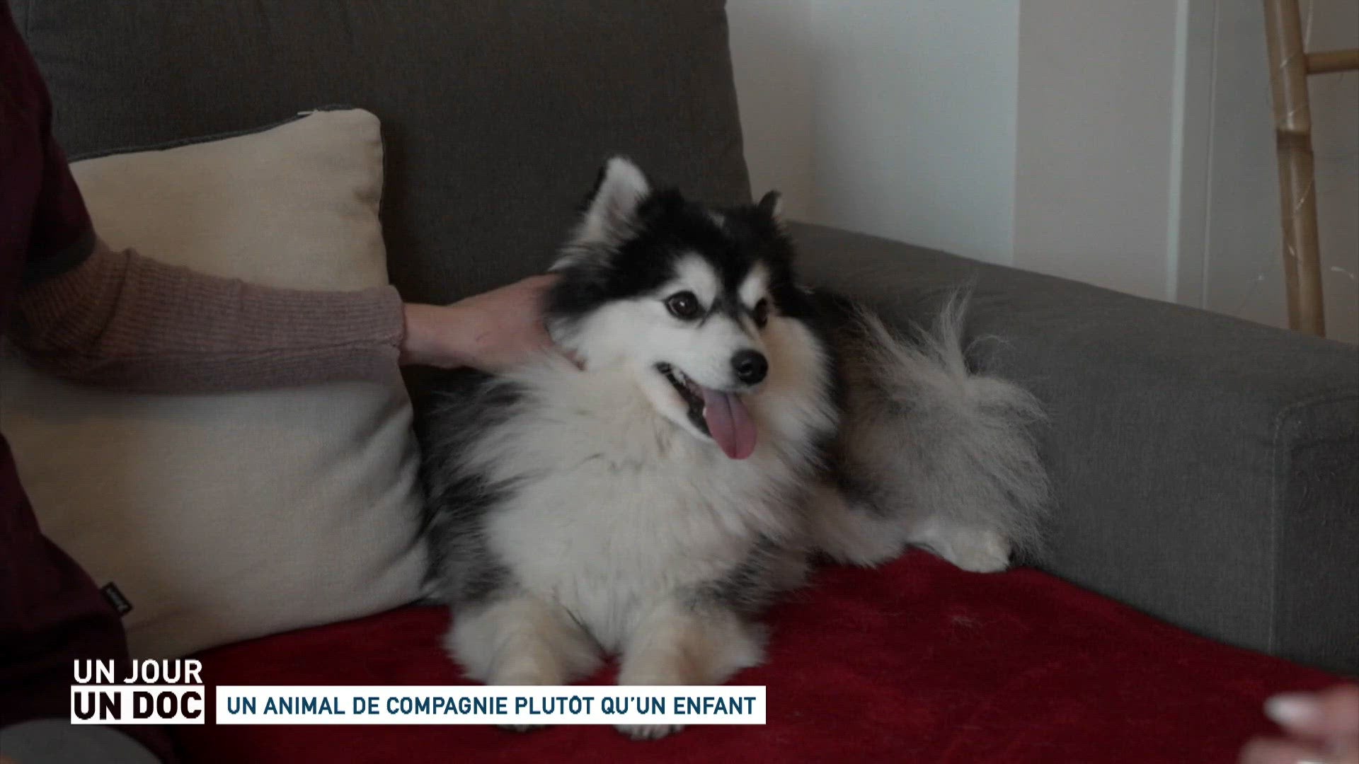 Un animal de compagnie plutôt qu’un enfant
