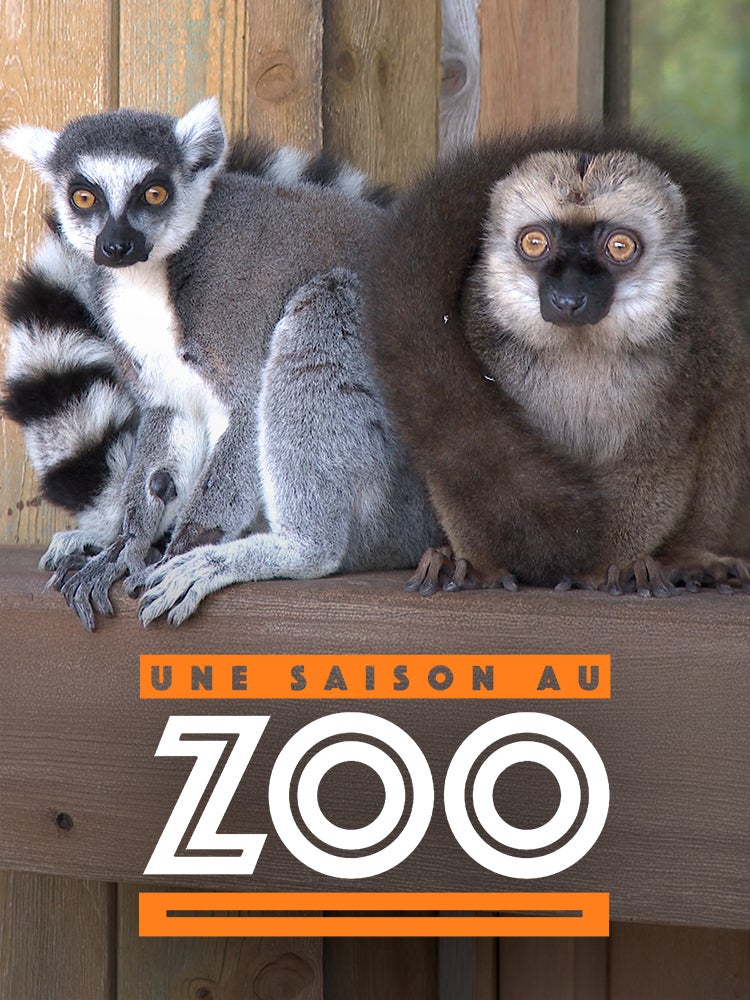 Une saison au zoo