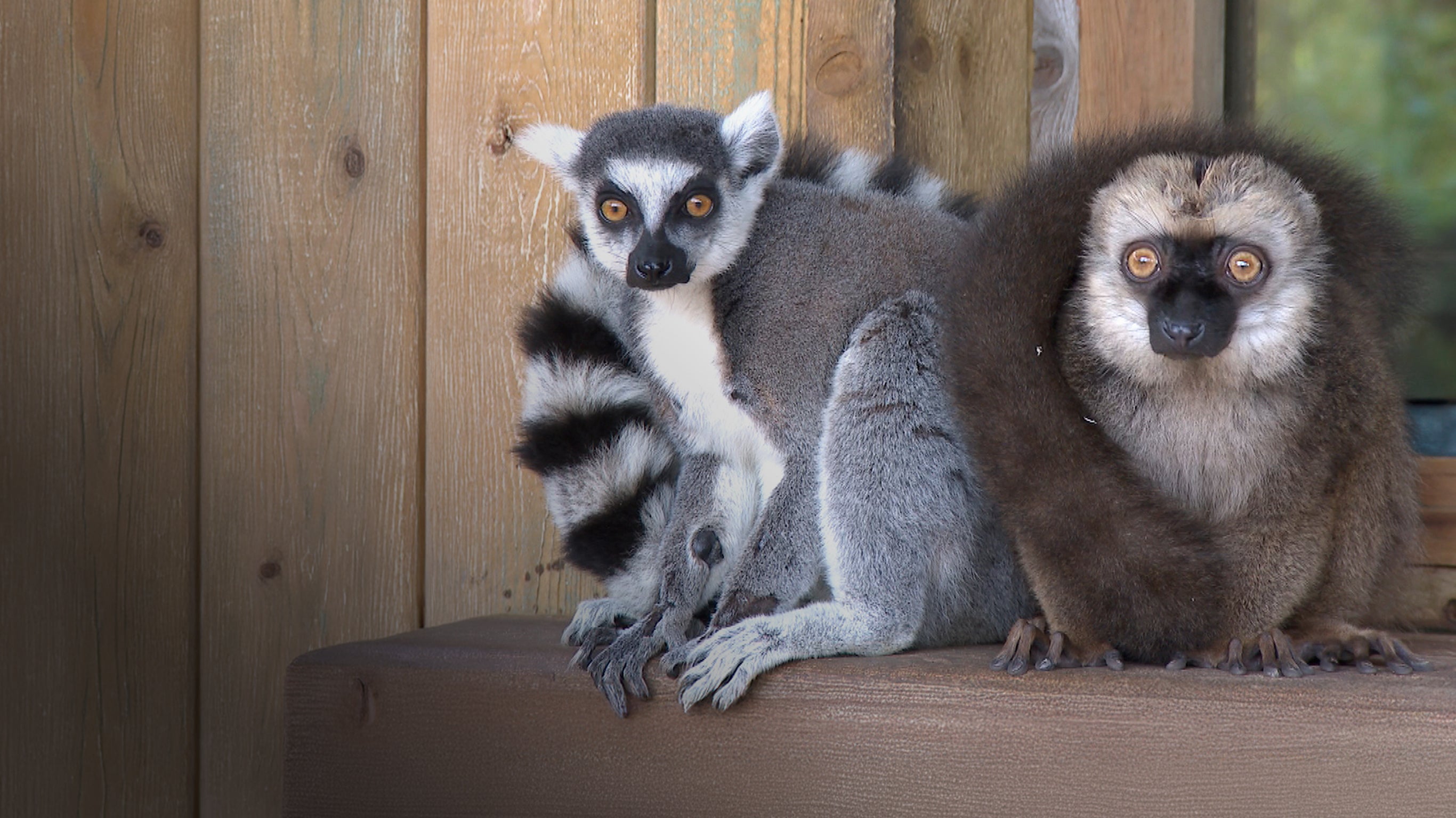 Une saison au zoo