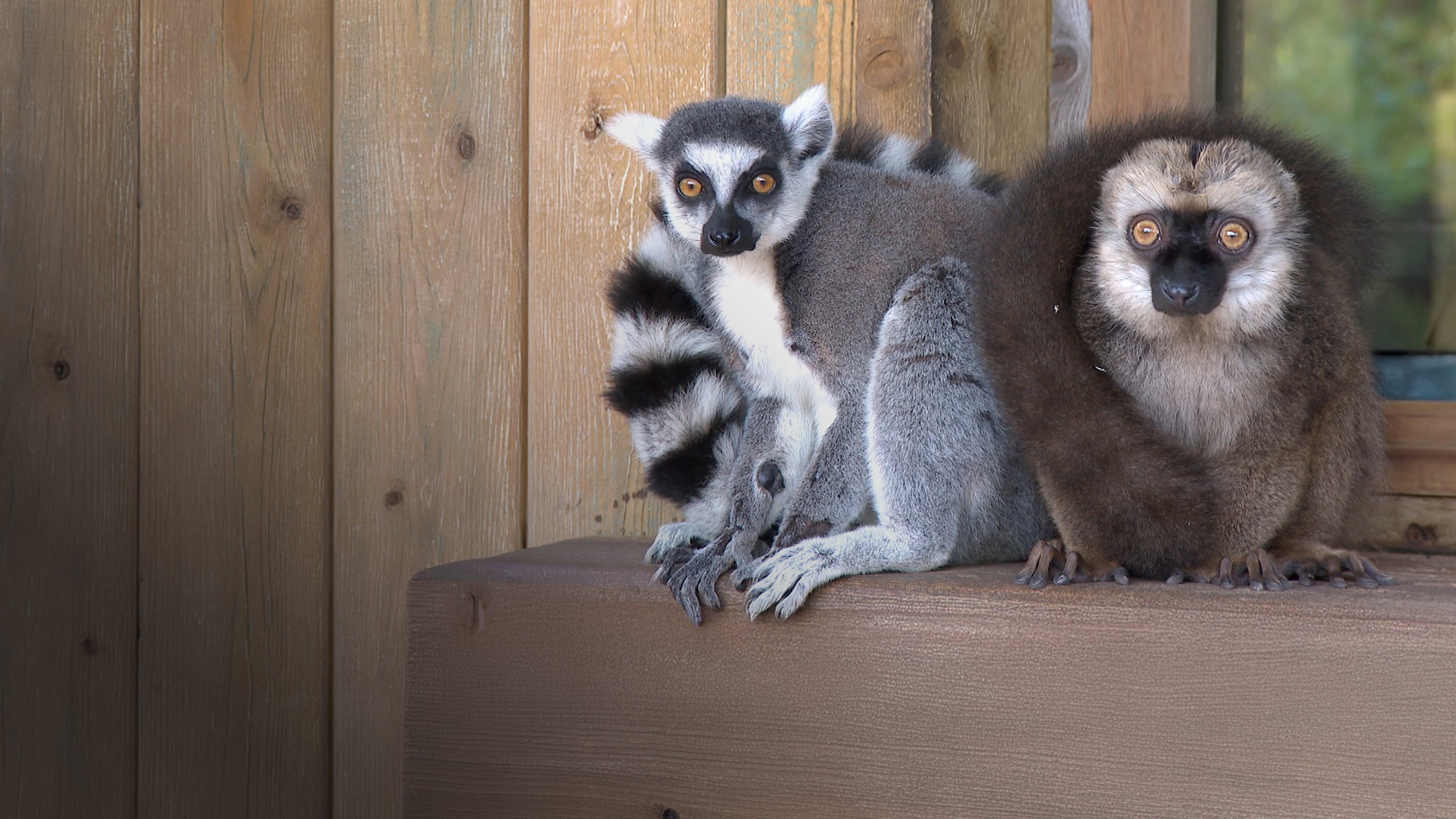 Immersion au zoo de La Flèche