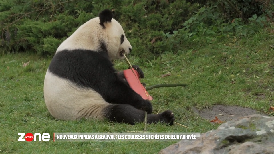 Nouveaux pandas à Beauval : les coulisses secrètes de leur arrivée