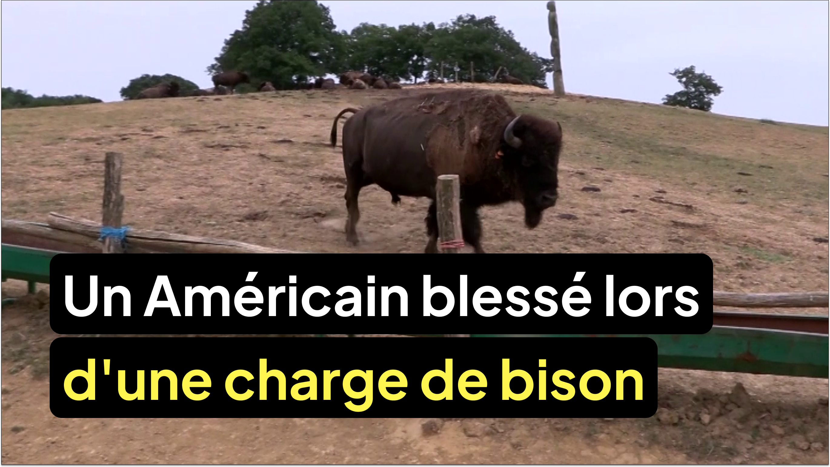 Un Américain grièvement blessé lors d'une charge de bison