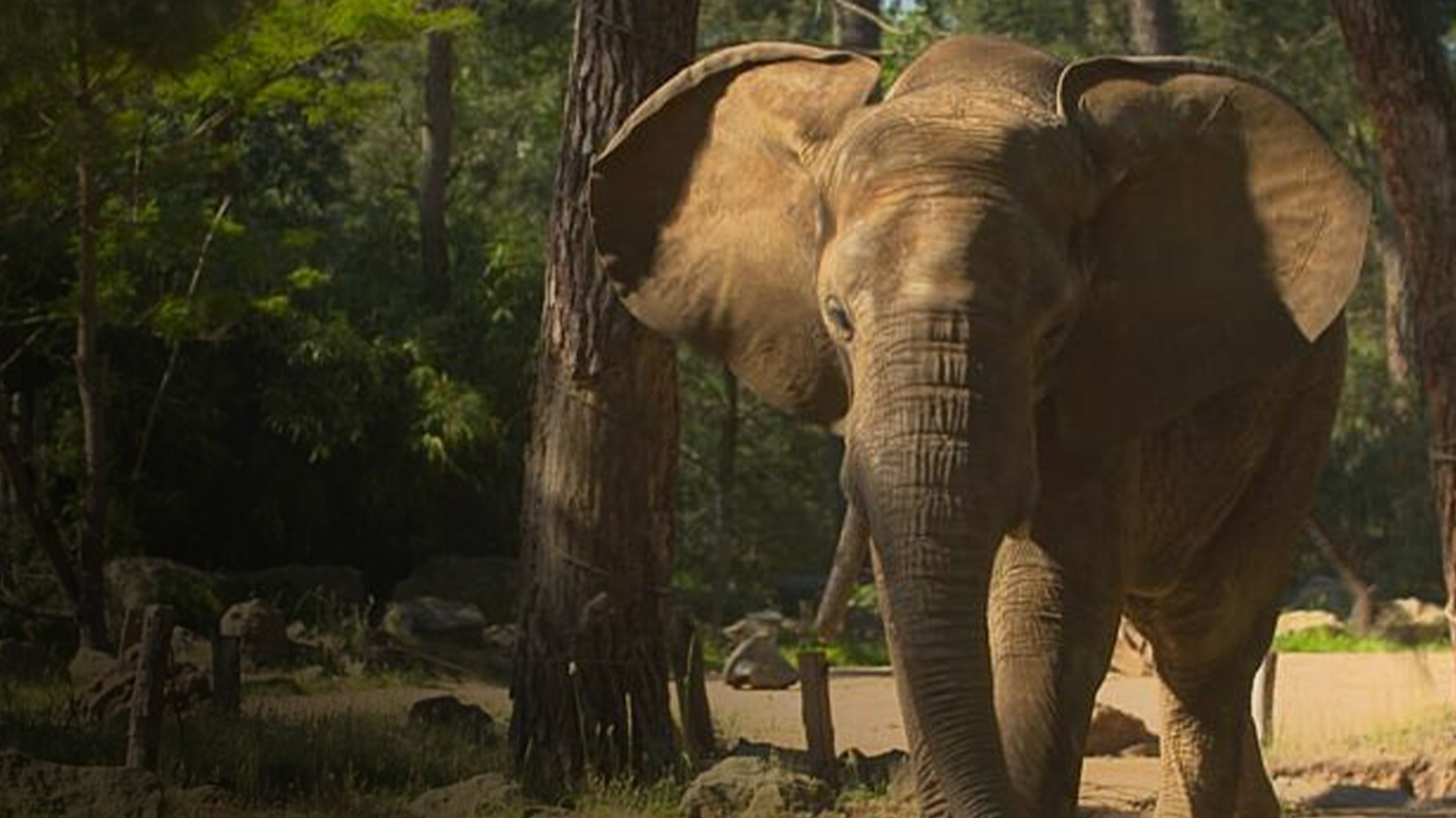 Une saison au zoo