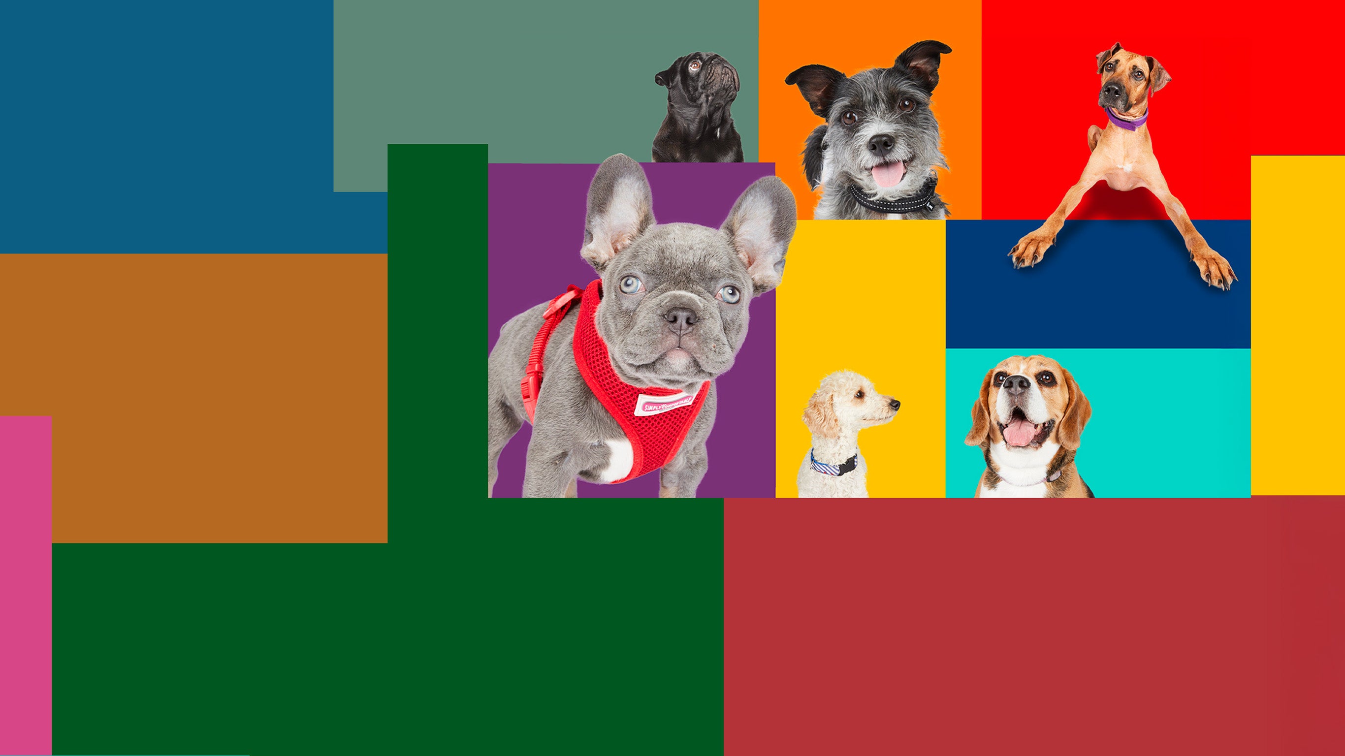 Dog house : un chien pour la vie