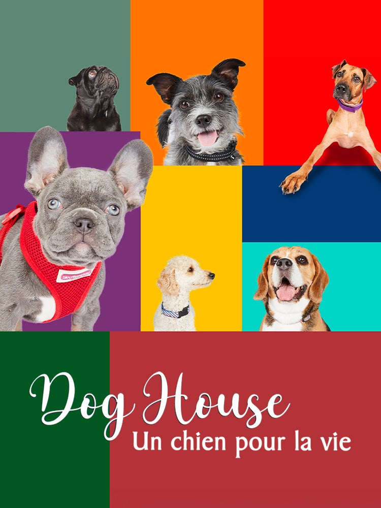 Dog house : un chien pour la vie