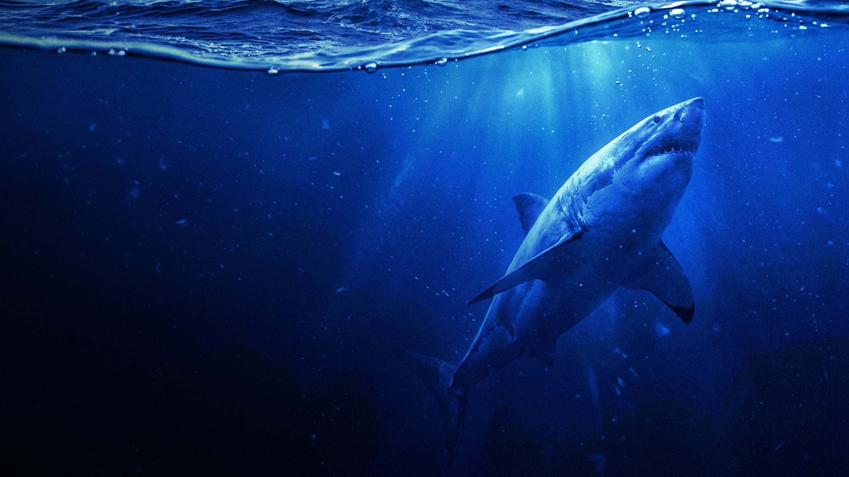 L'attaque des requins tueurs