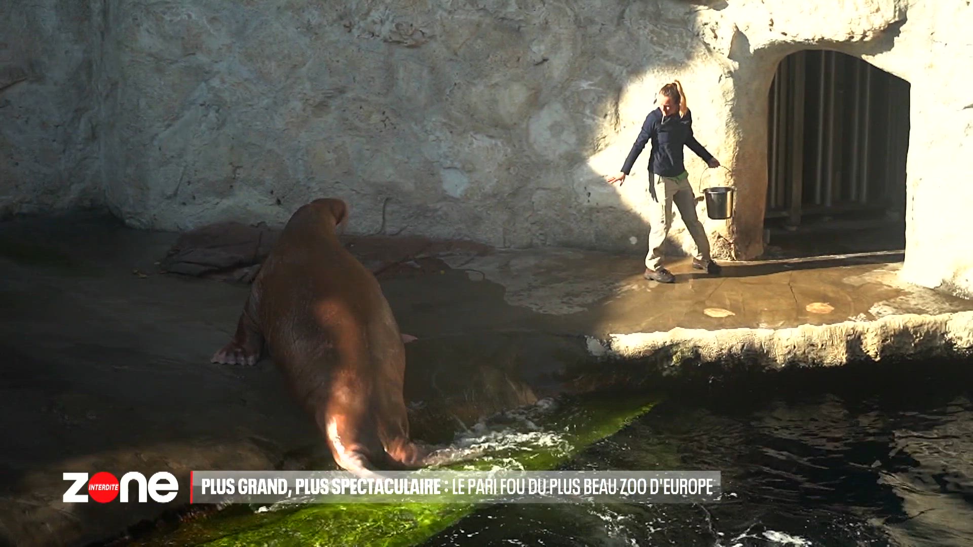 Toujours plus grand, toujours plus spectaculaire : le pari fou du plus beau zoo d’Europe