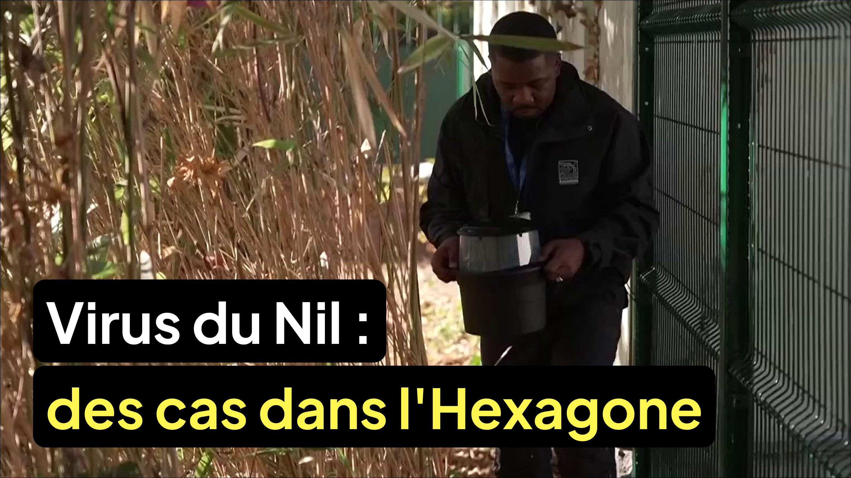 Virus du Nil : Hausse du nombre des cas autochtones dans l'Hexagone