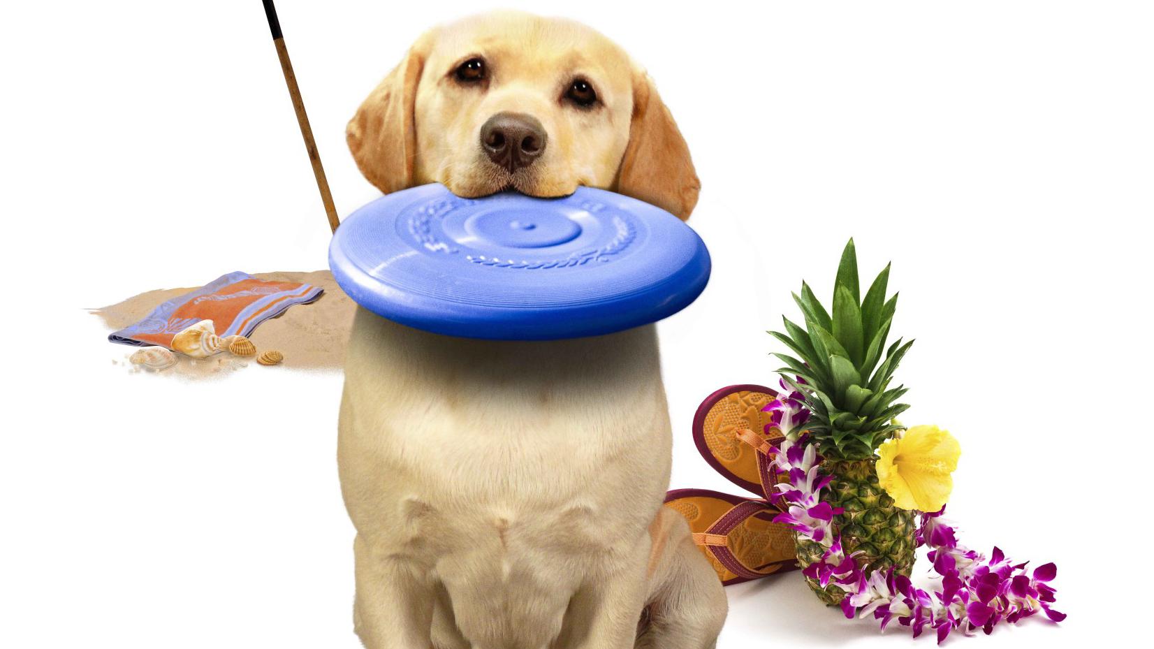 Le chien qui a sauvé l'été