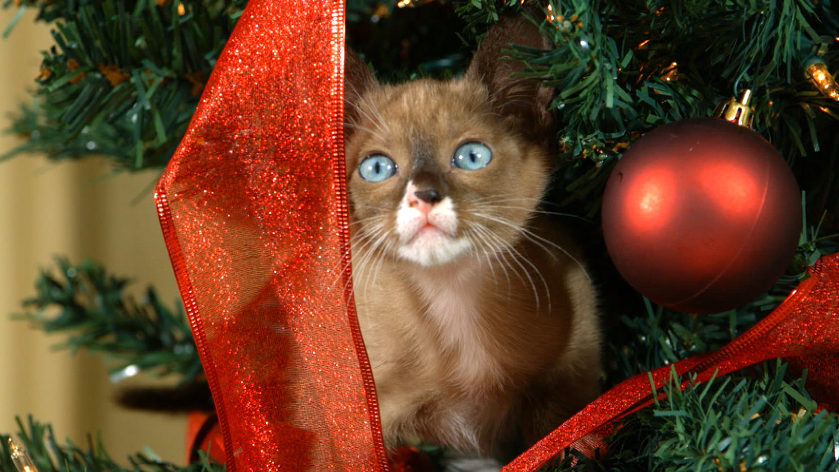 Les mignons de Noël